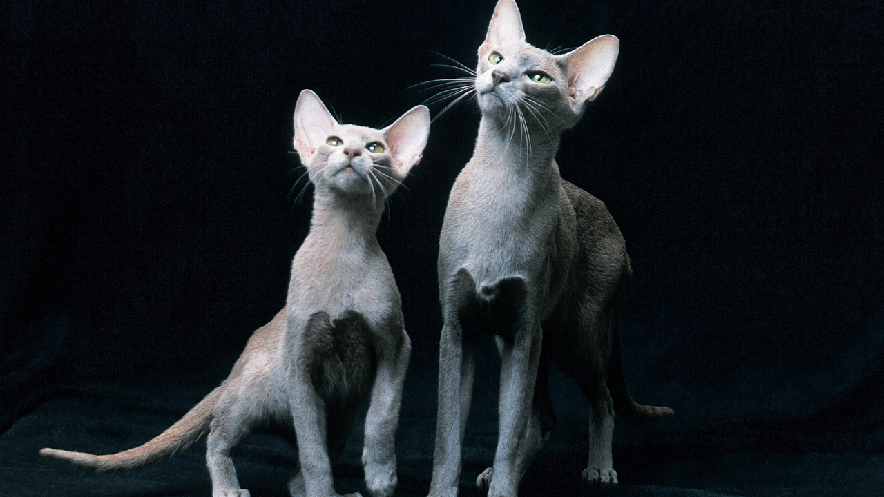 Пара ориентальных короткошерстных кошек