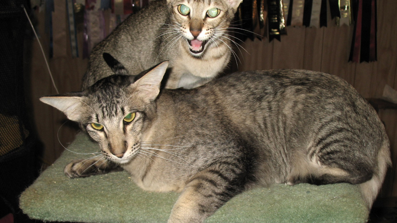 Пара ориентальных длинношерстных кошек