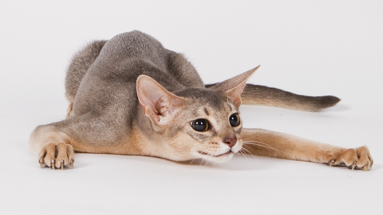 Абиссинская кошка на охоте