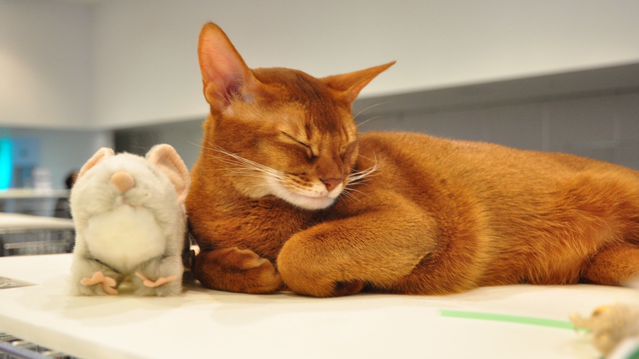 Абиссинская кошка с игрушкой