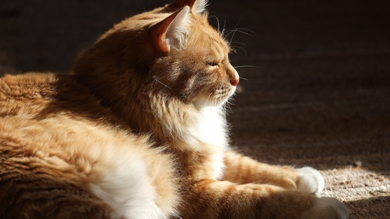 Взрослый курильский бобтейл