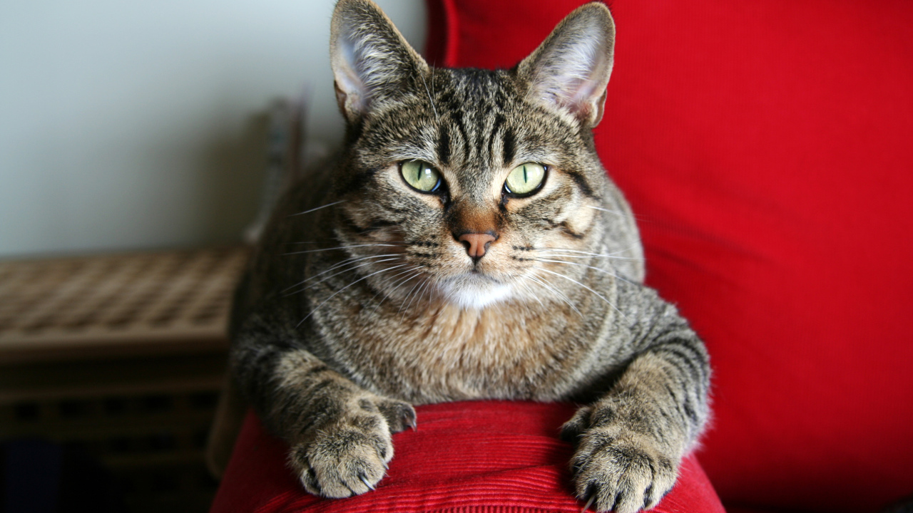 Взрослый кот пиксибоб