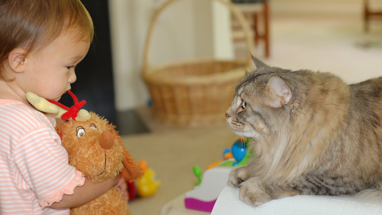 Американский бобтейл и ребенок