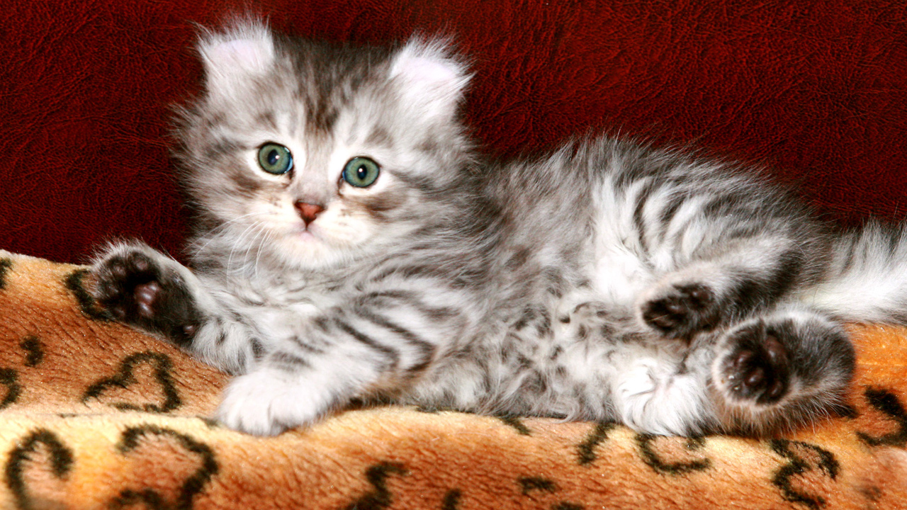 Котенок американский керл