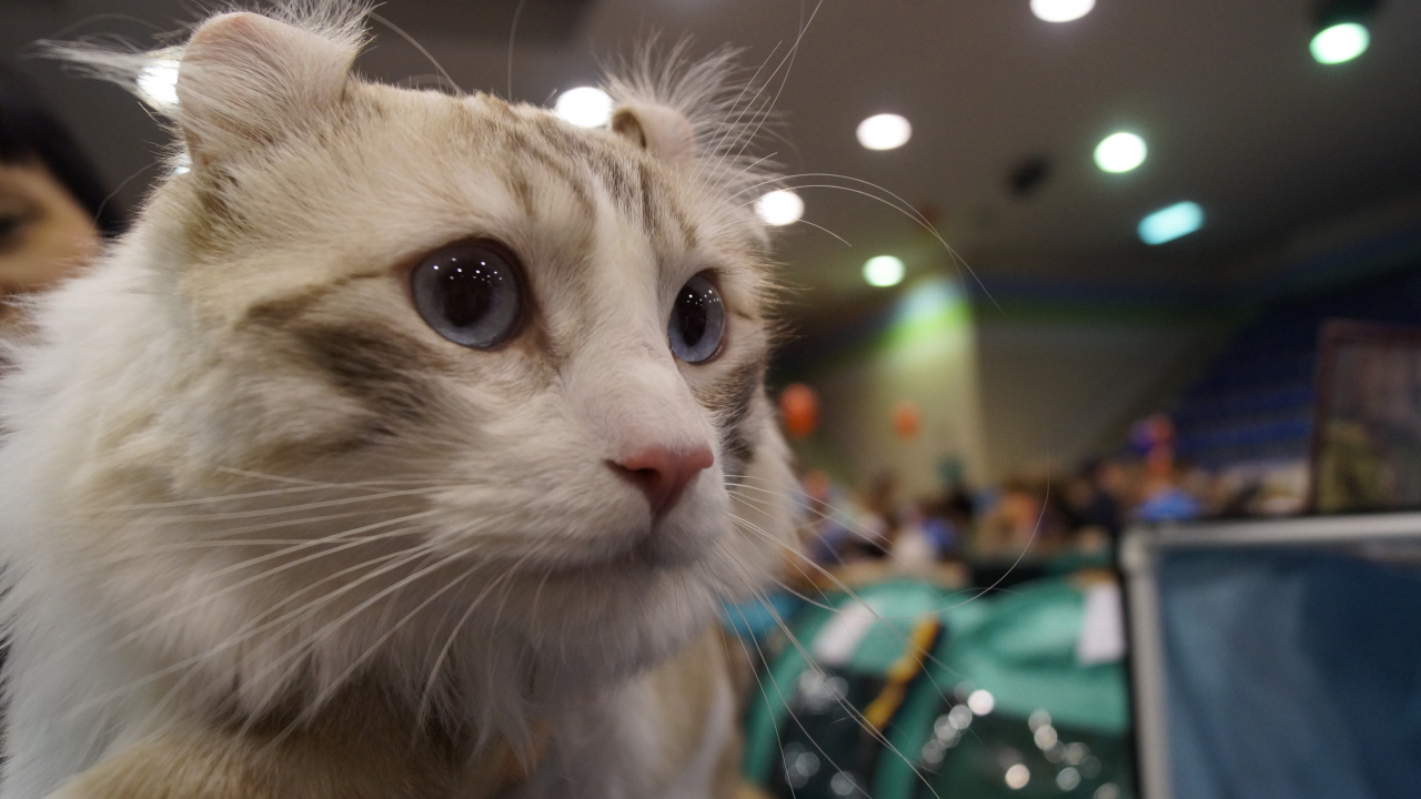 Американский керл на выставке