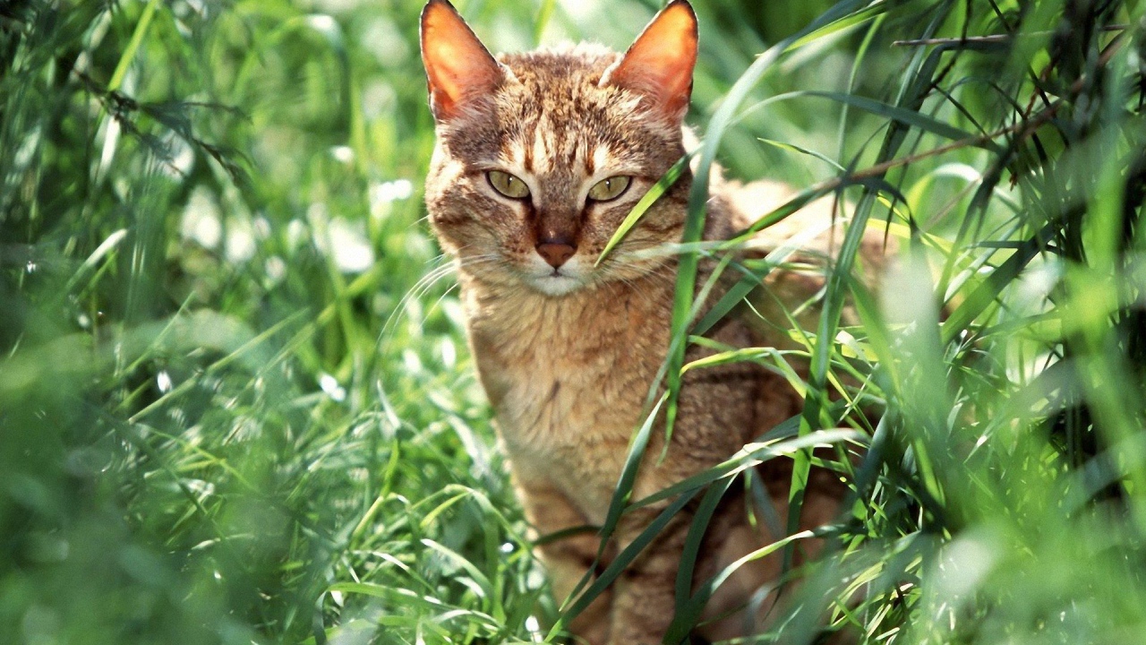 Американская короткошерстная кошка в траве
