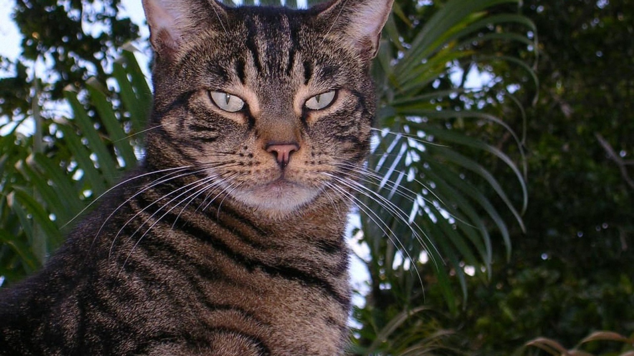 Американская короткошерстная кошка в саду