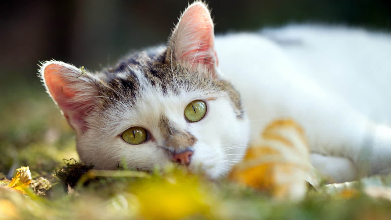 Американская жесткошерстная кошка лежит на траве