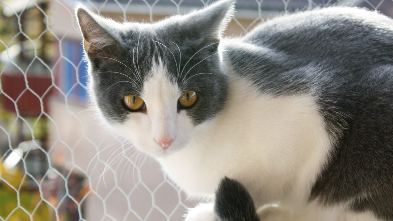 Американская жесткошерстная кошка у забора