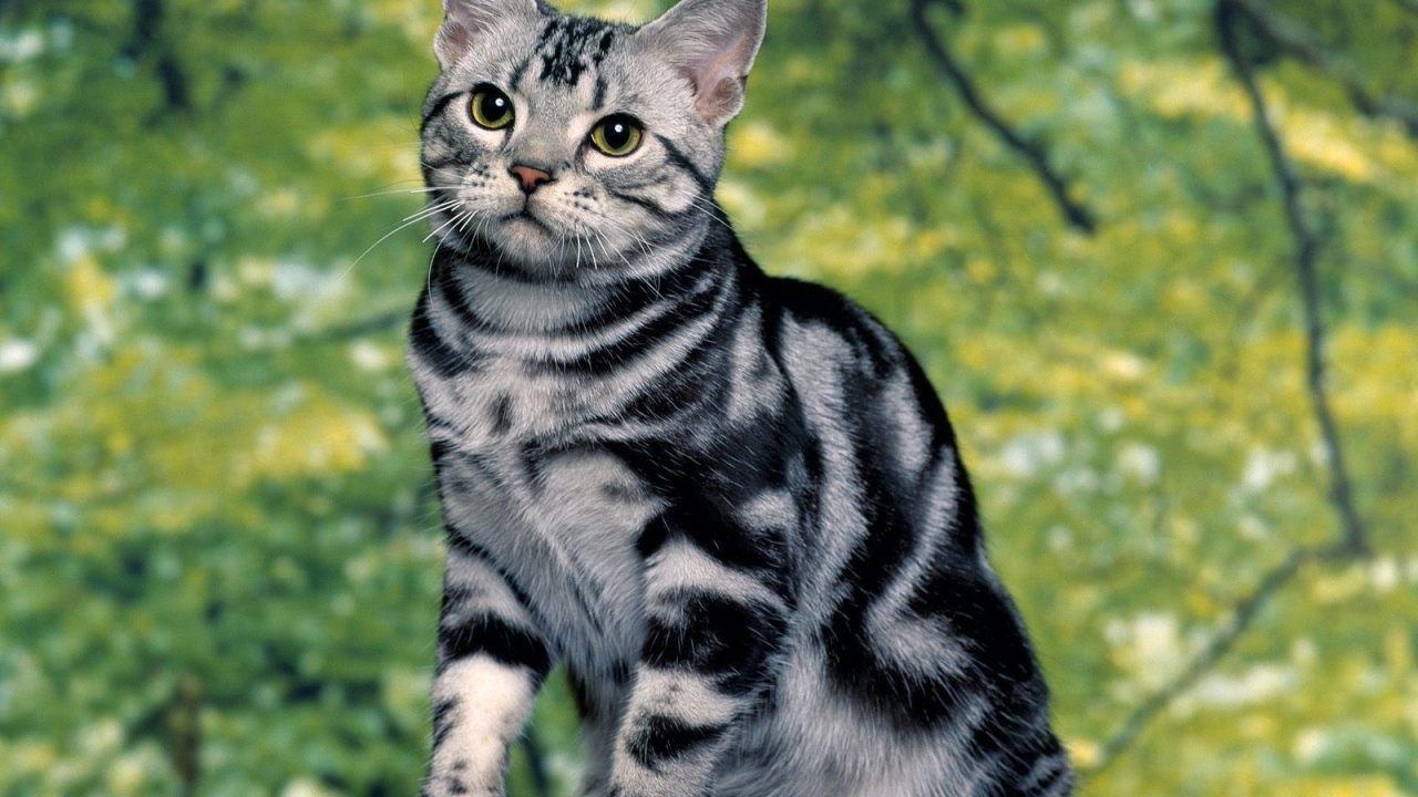 Милая кошка азиатская табби