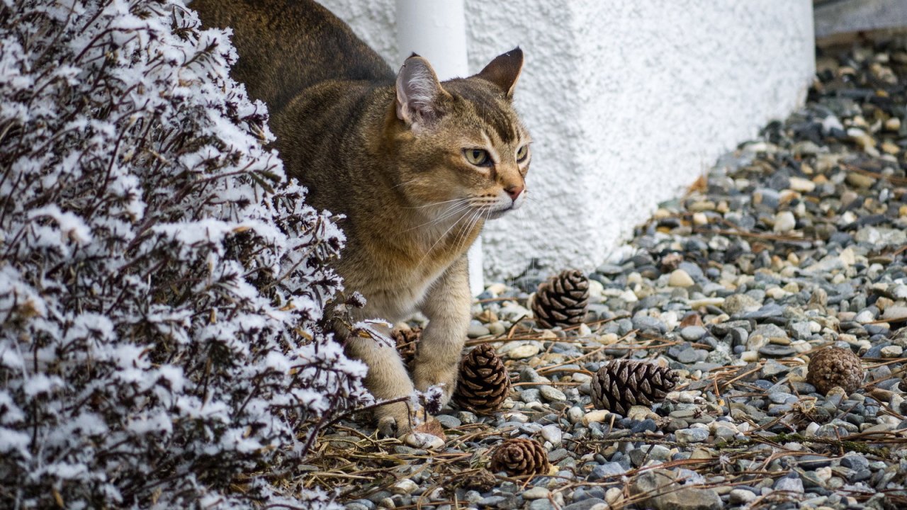 Кот породы азиатская табби