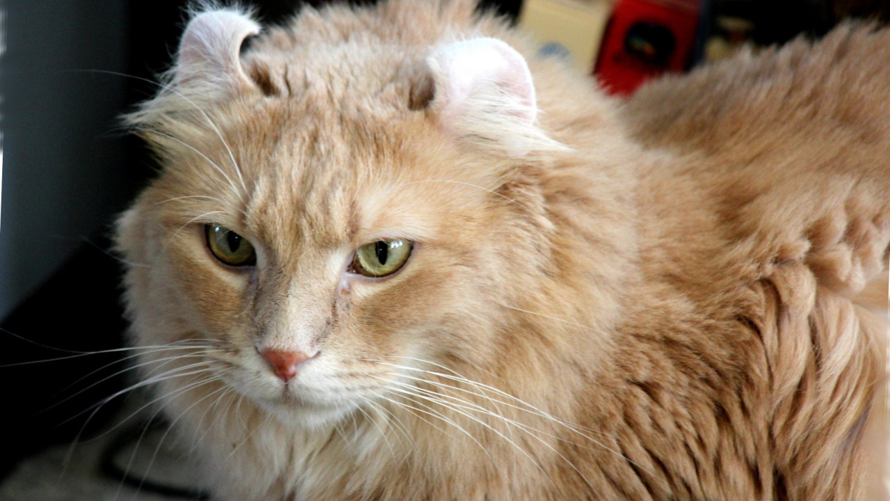 Рыжий американский керл