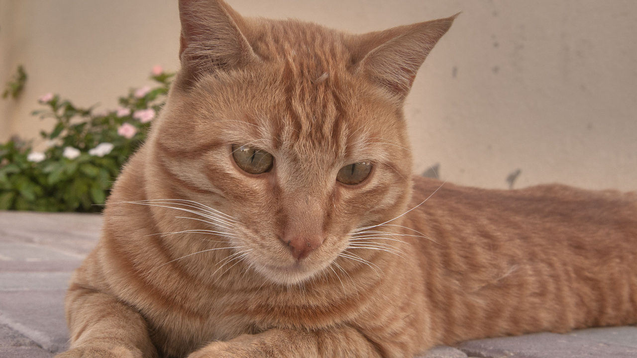 Рыжий аравийский мау