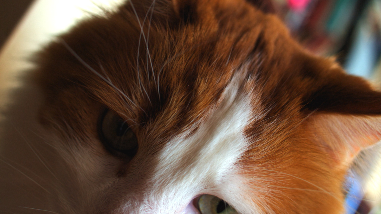 Рыжий турецкий ван