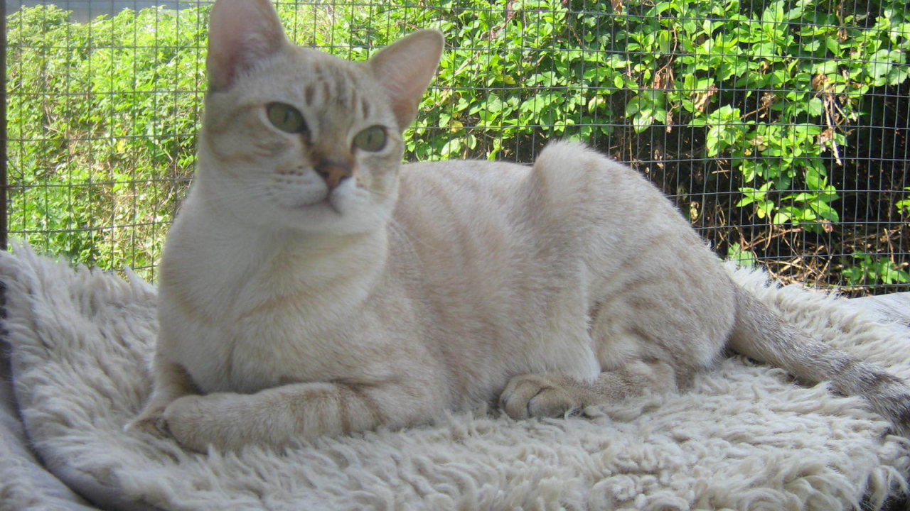 Кот австралийский мист на природе