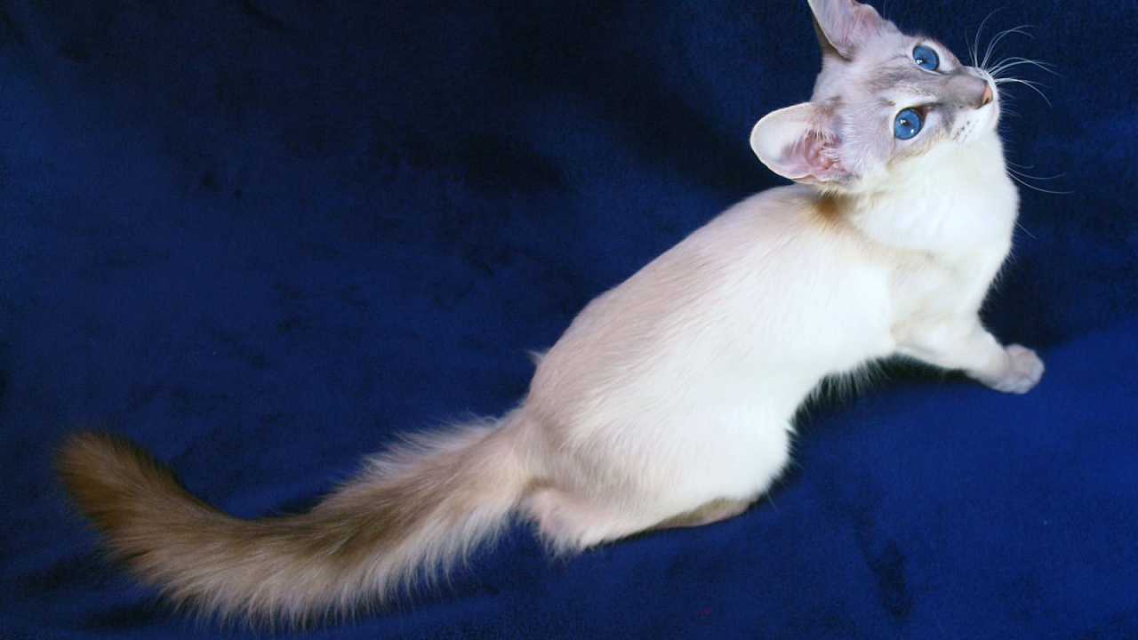 Порода балийских кошек