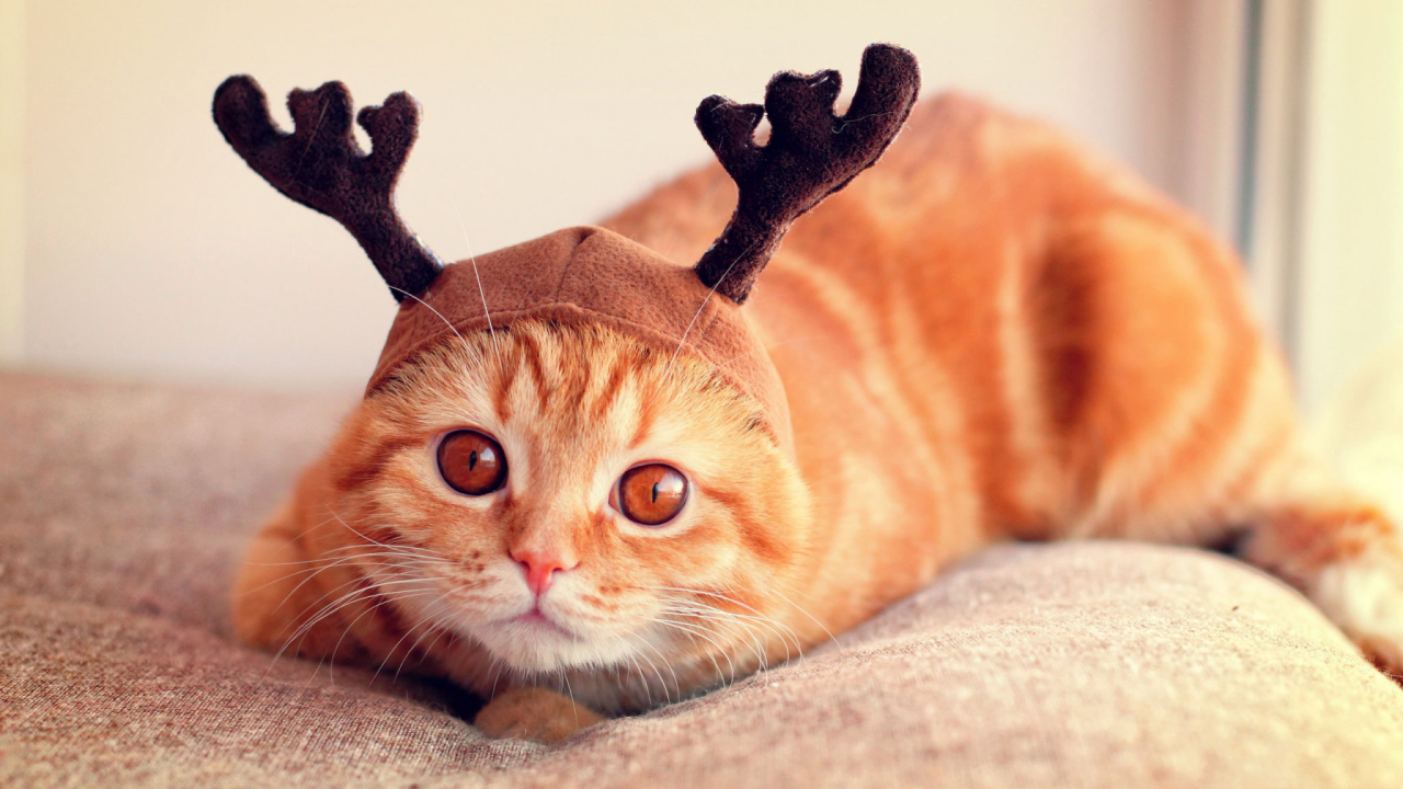 Шапочка у шотландской кошки