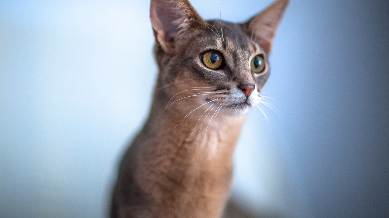 Красивая абиссинка