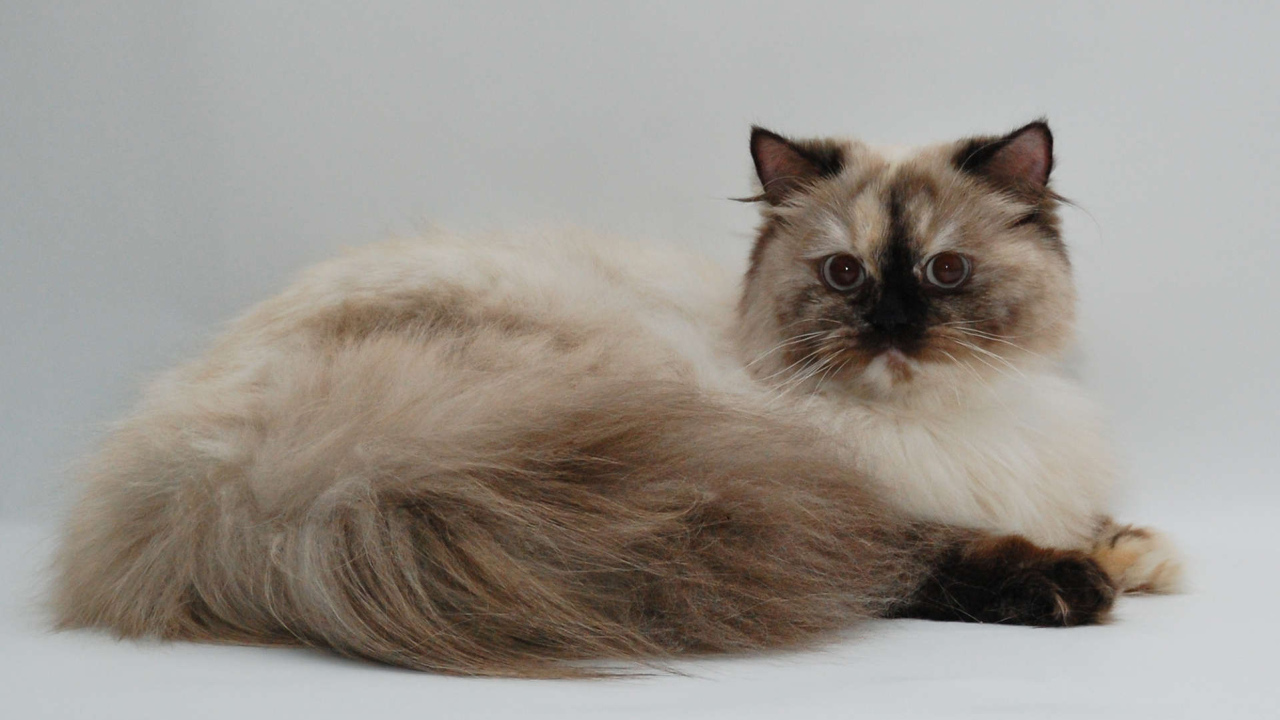 Красивая британская длинношерстная кошка