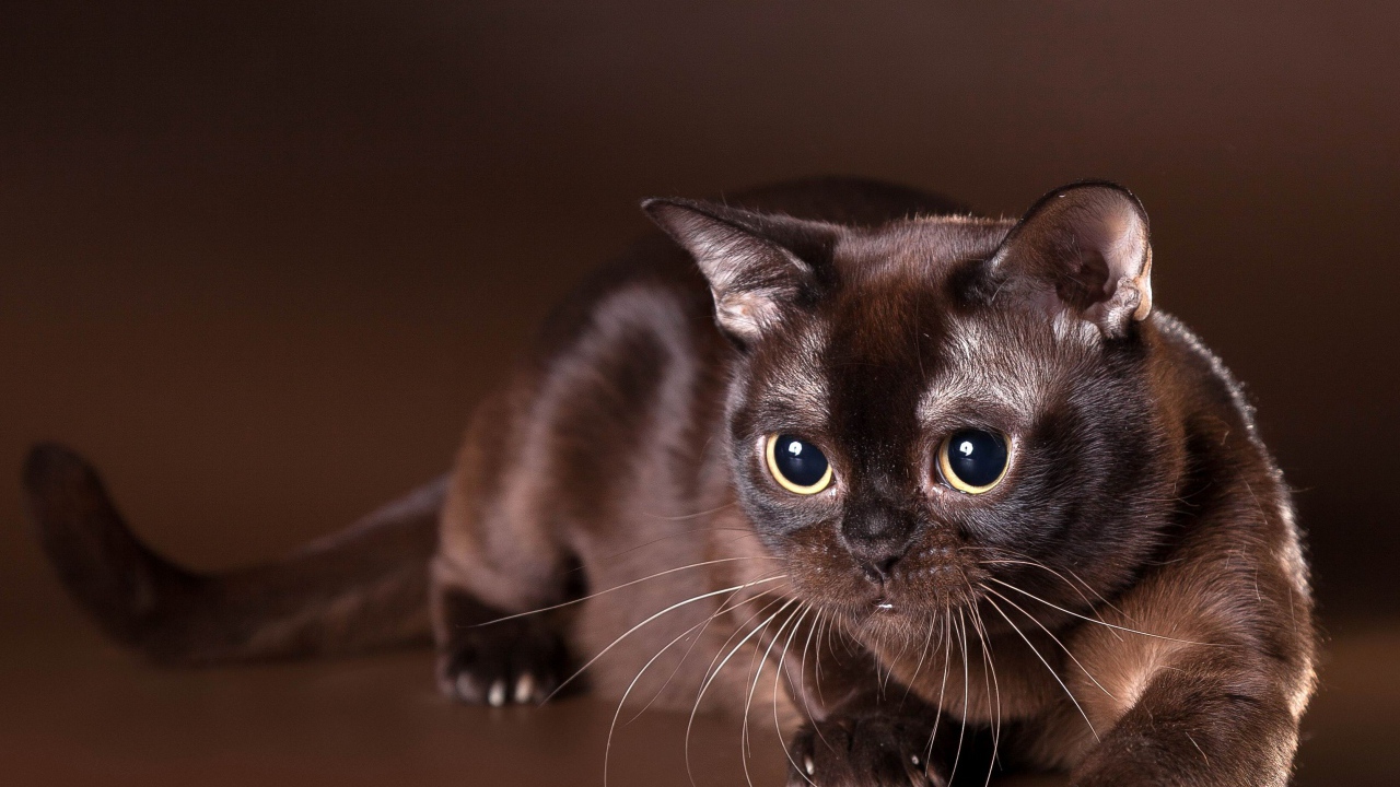 Красивая бурманская кошка