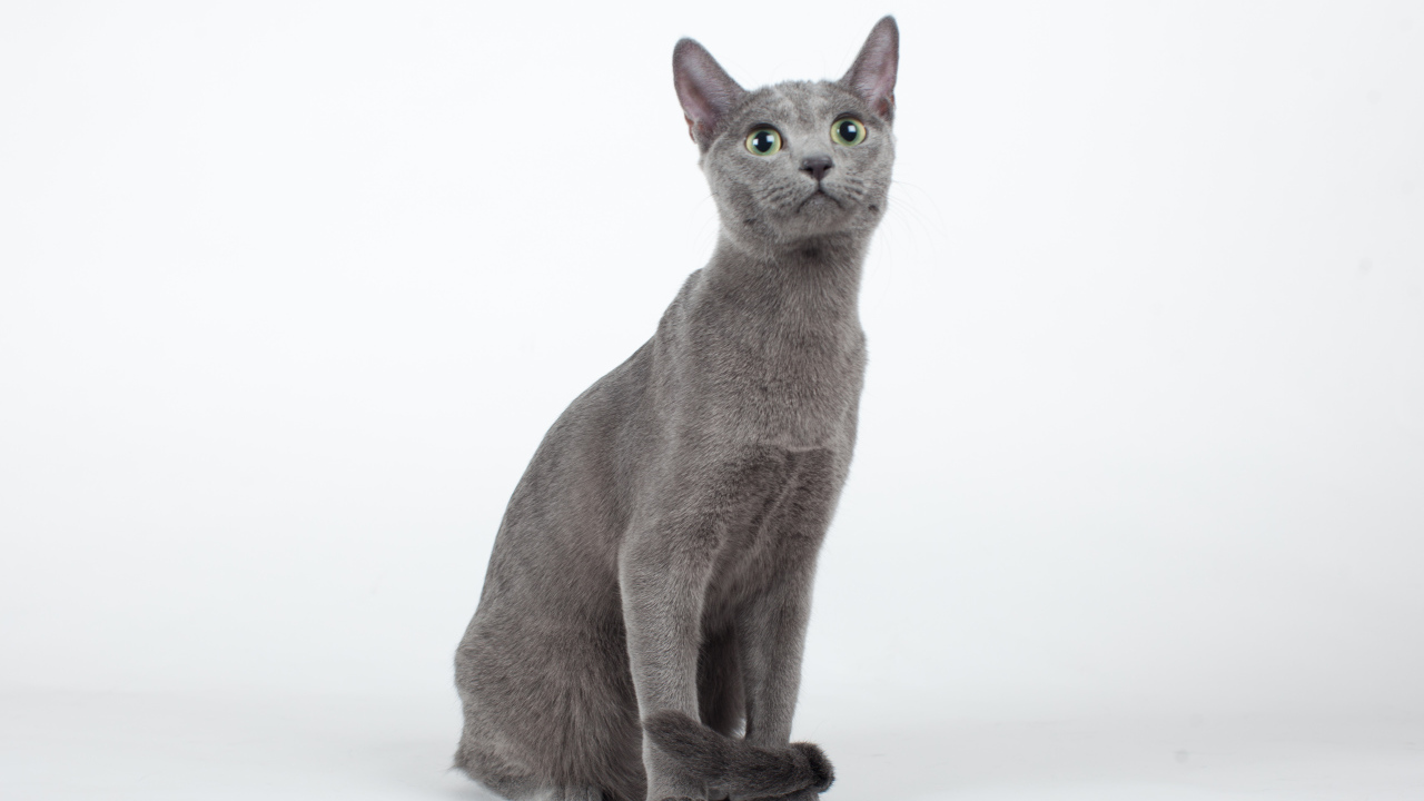 Красивая русская голубая кошка