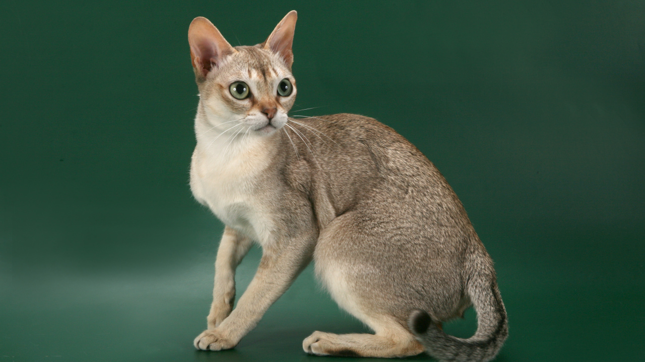Красивая сингапурская кошка