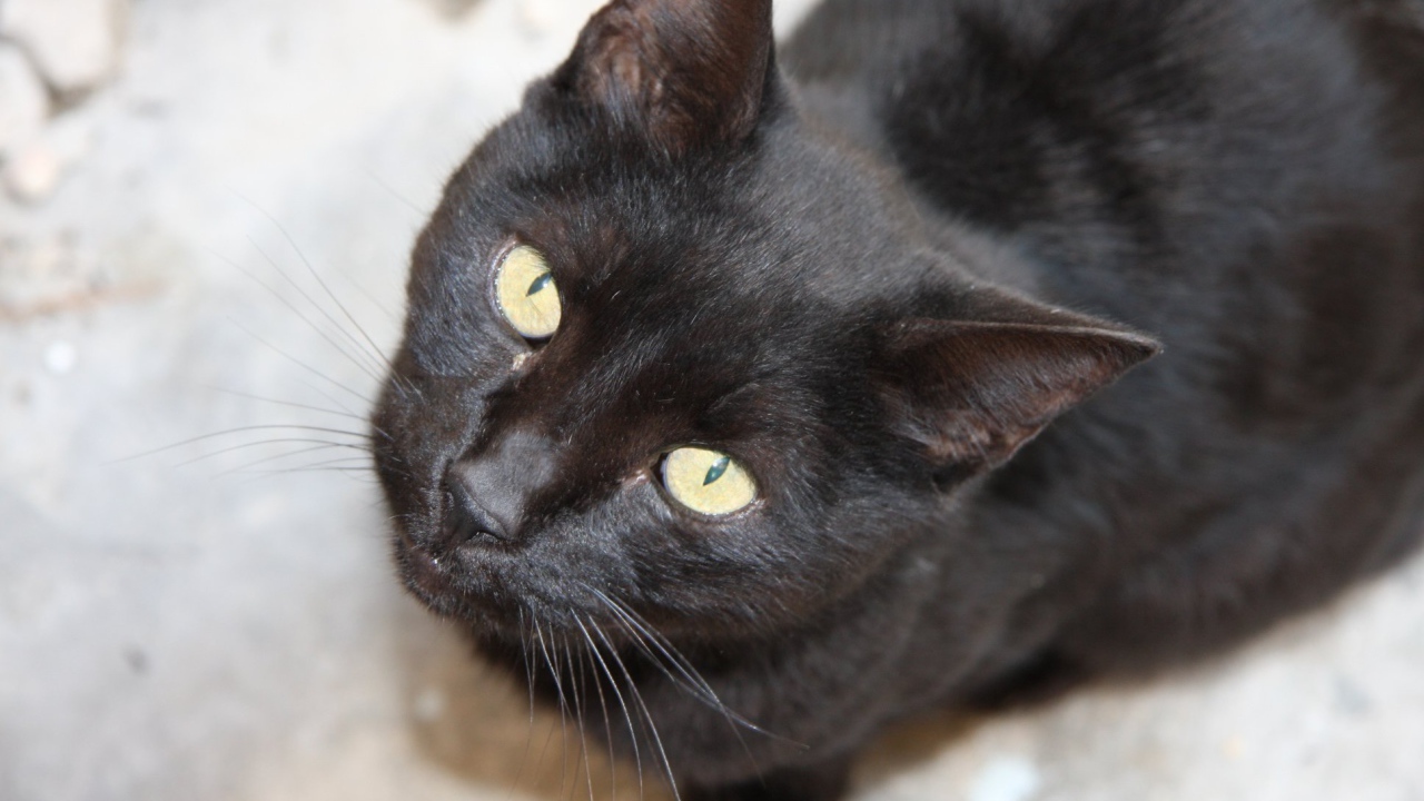 Красивая бомбейская кошка