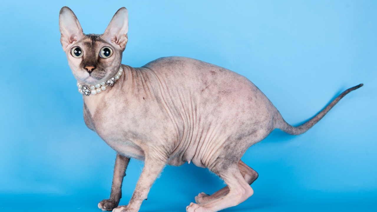 Красивый кот петерболд