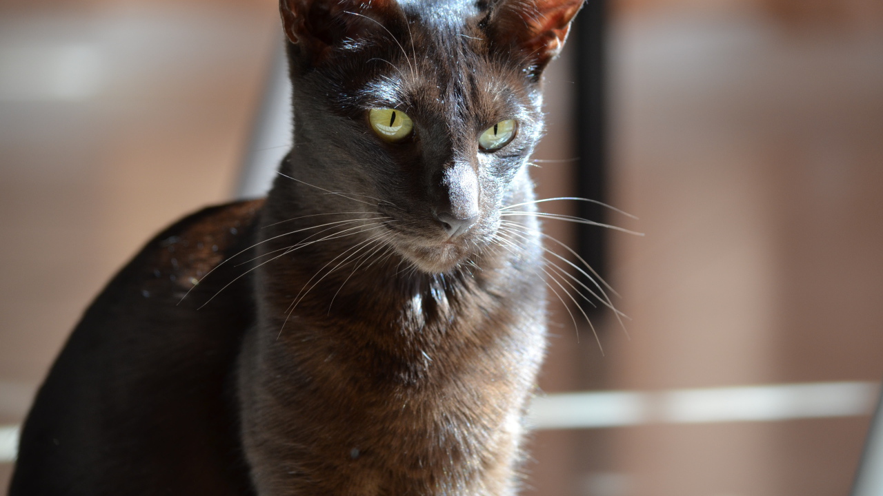 Черная ориентальная короткошерстная кошка