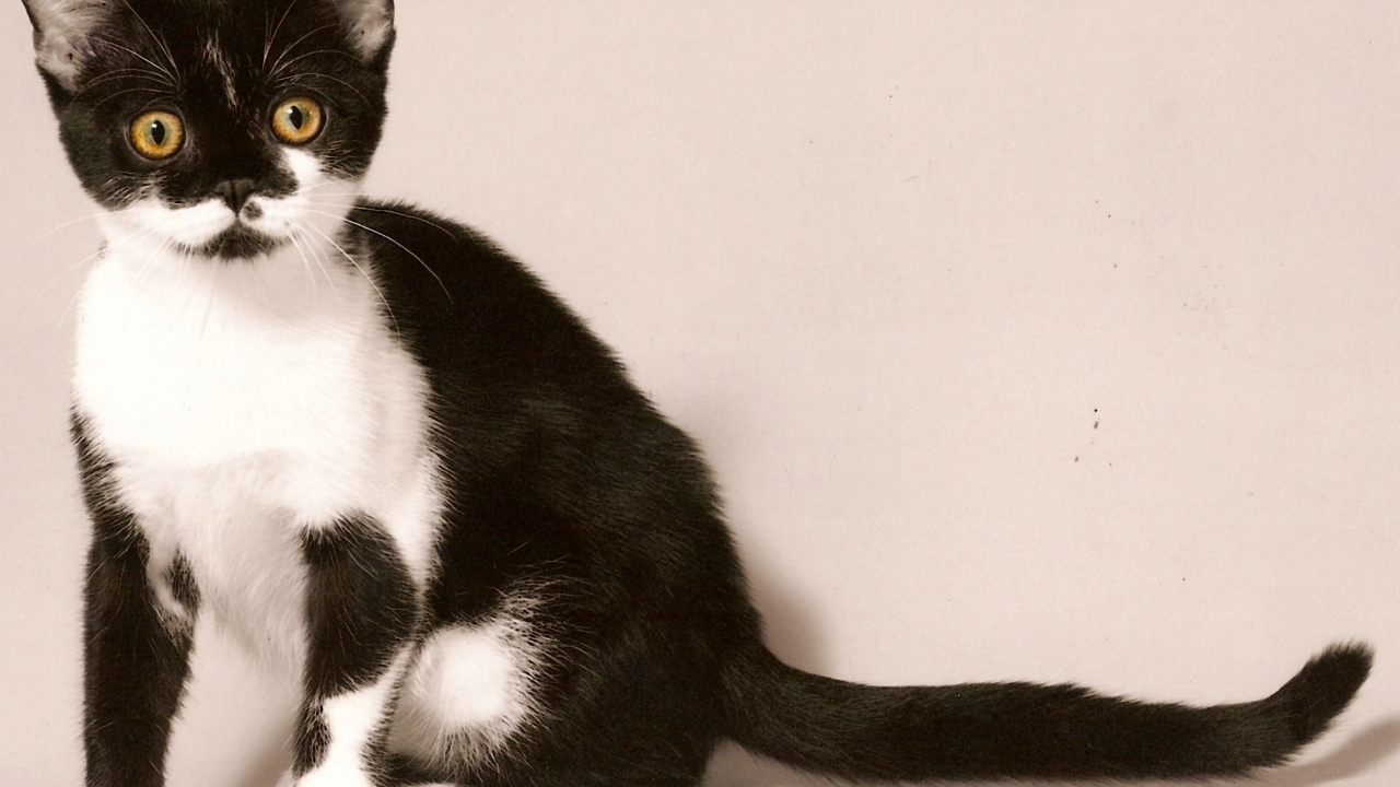 Черно белая американская короткошерстная кошка