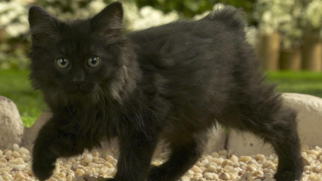 Черный котенок норвежской лесной кошки