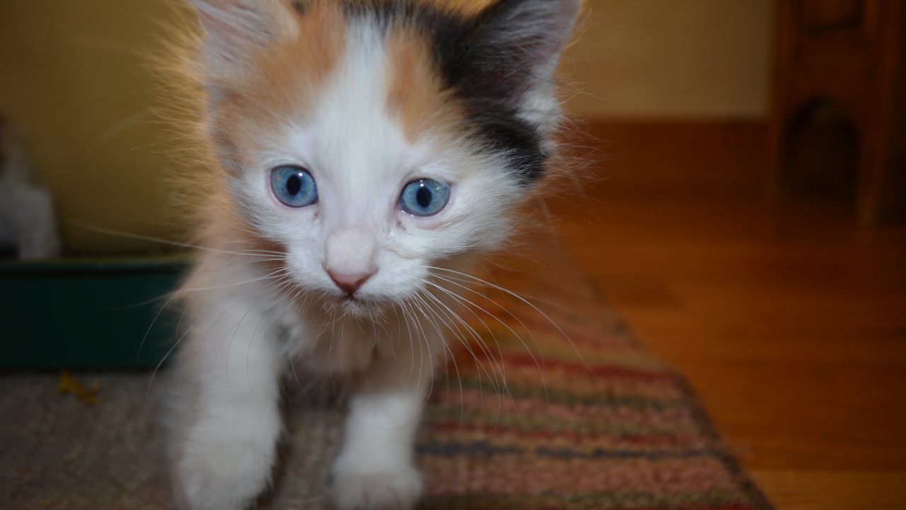 Голубоглазый котенок японский бобтейл