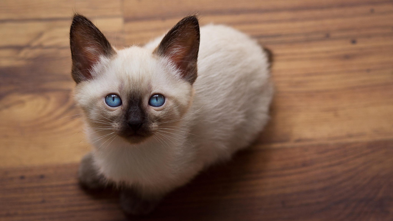 Голубоглазый котенок меконгский бобтейл