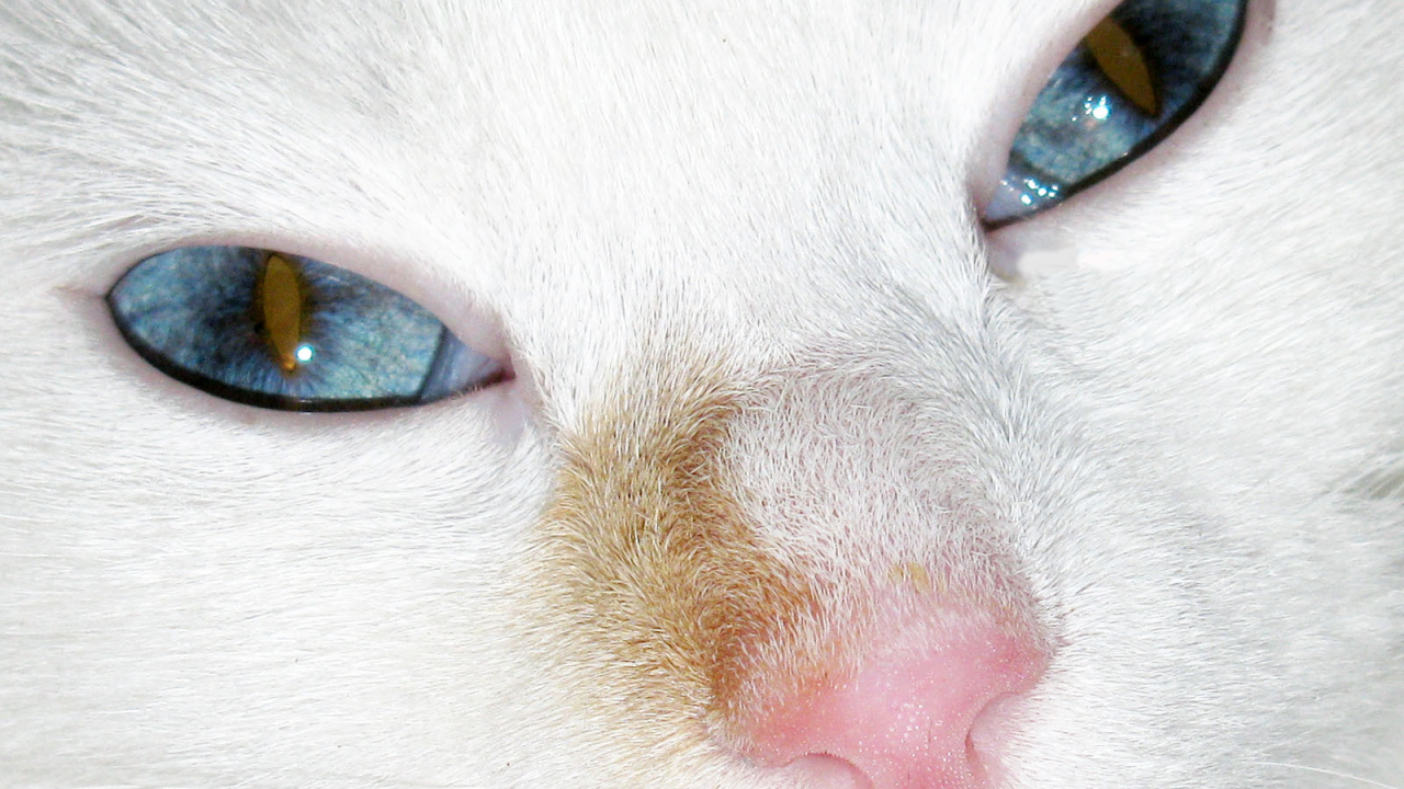 Голубые глаза турецкого вана