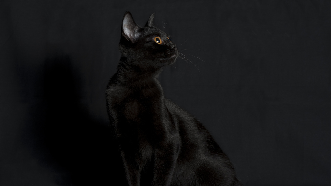Черная бомбейская кошка на черном фоне