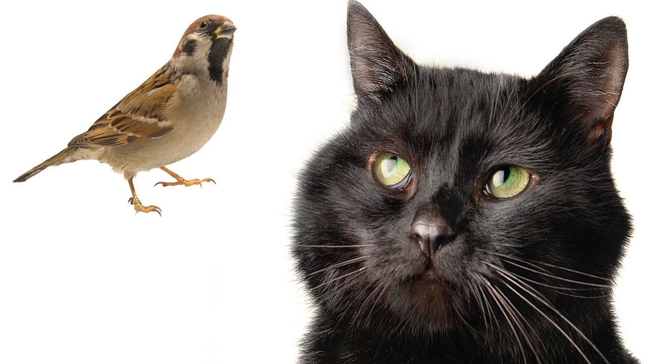 Бомбейская кошка смотрит на птичку