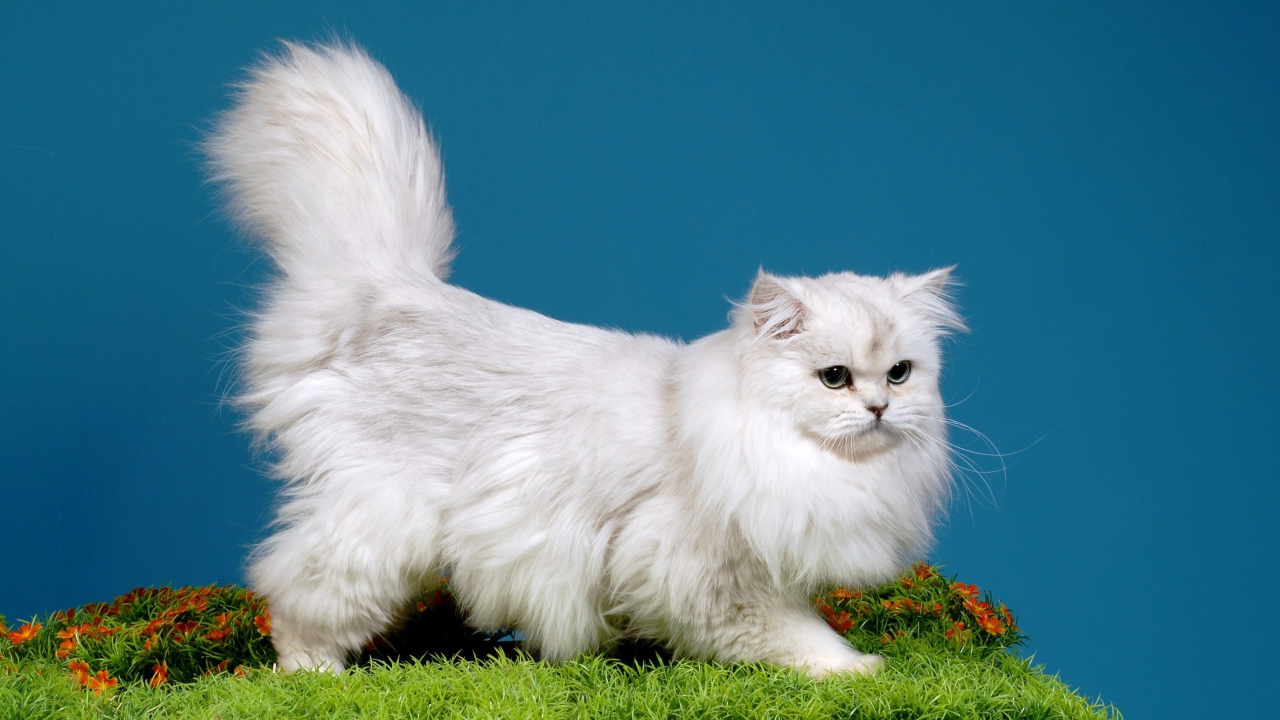 Светлая британская длинношерстная кошка