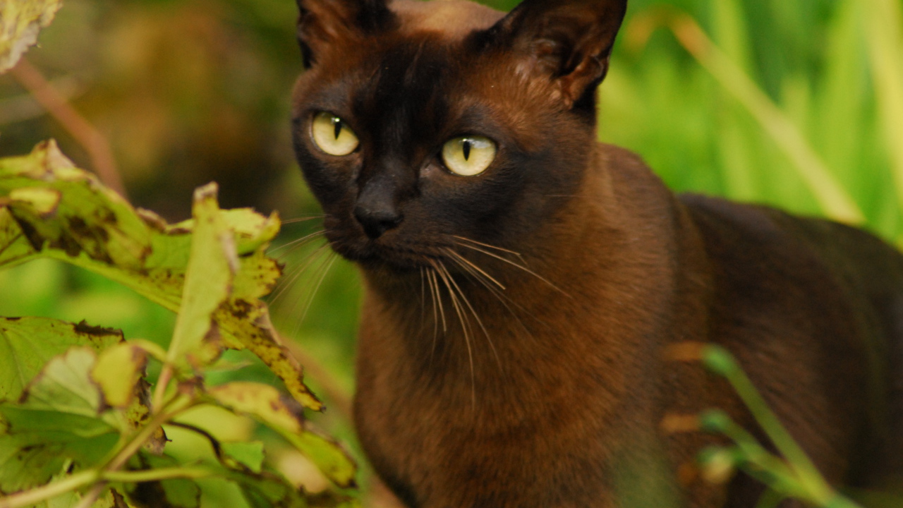 Бурманская кошка среди зелени