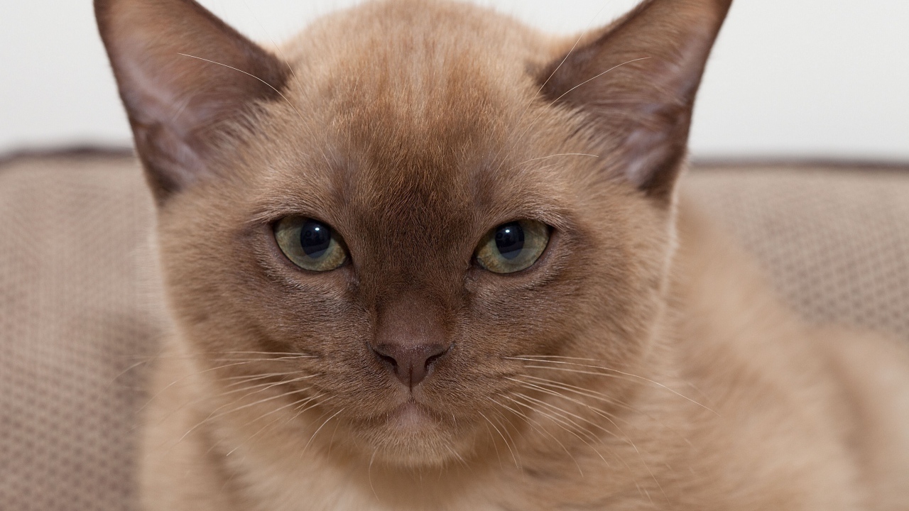 Котенок бурманской кошки