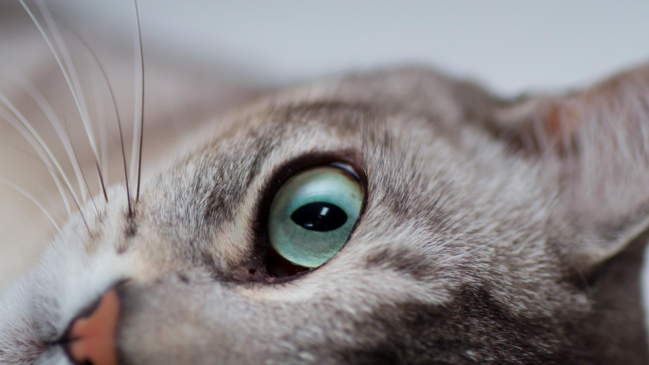 Глаза кошки бурмилла