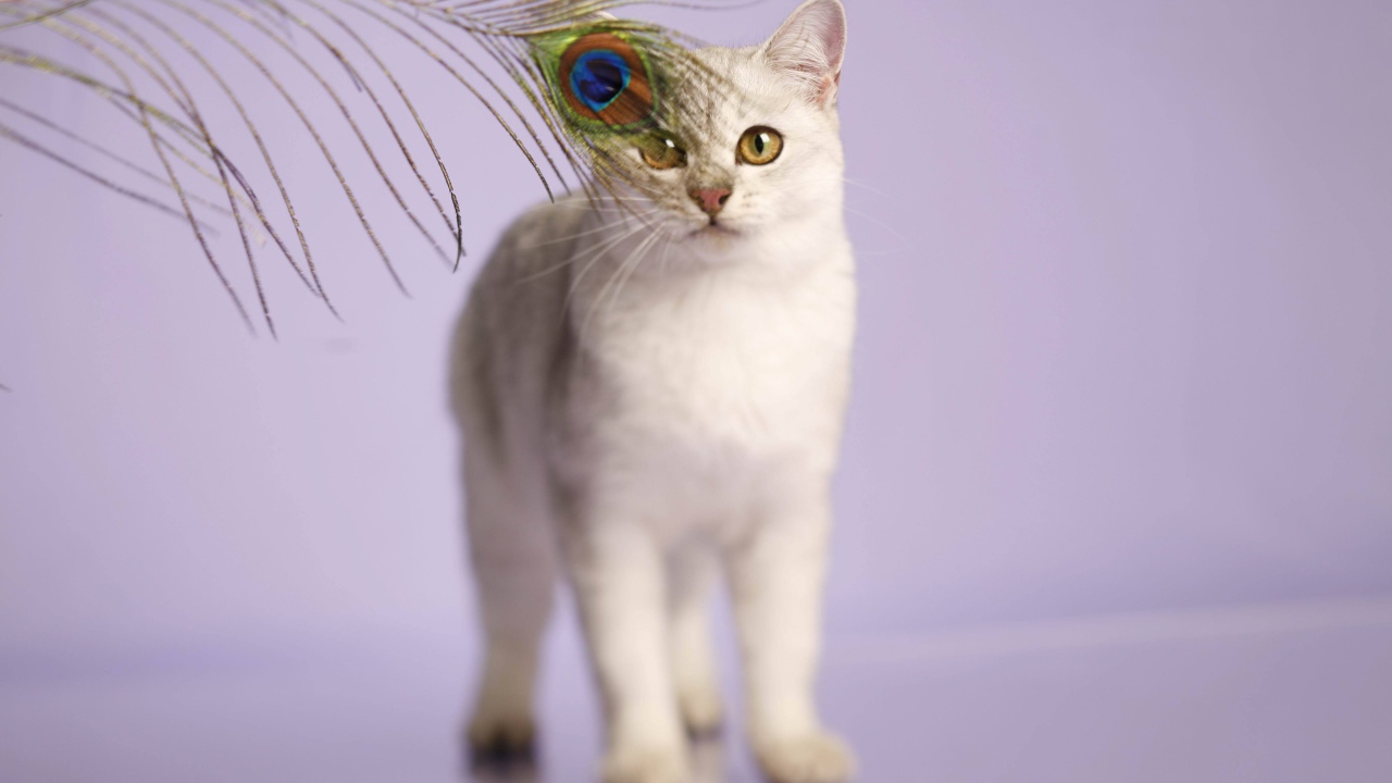 Кот бурмилла и перо павлина