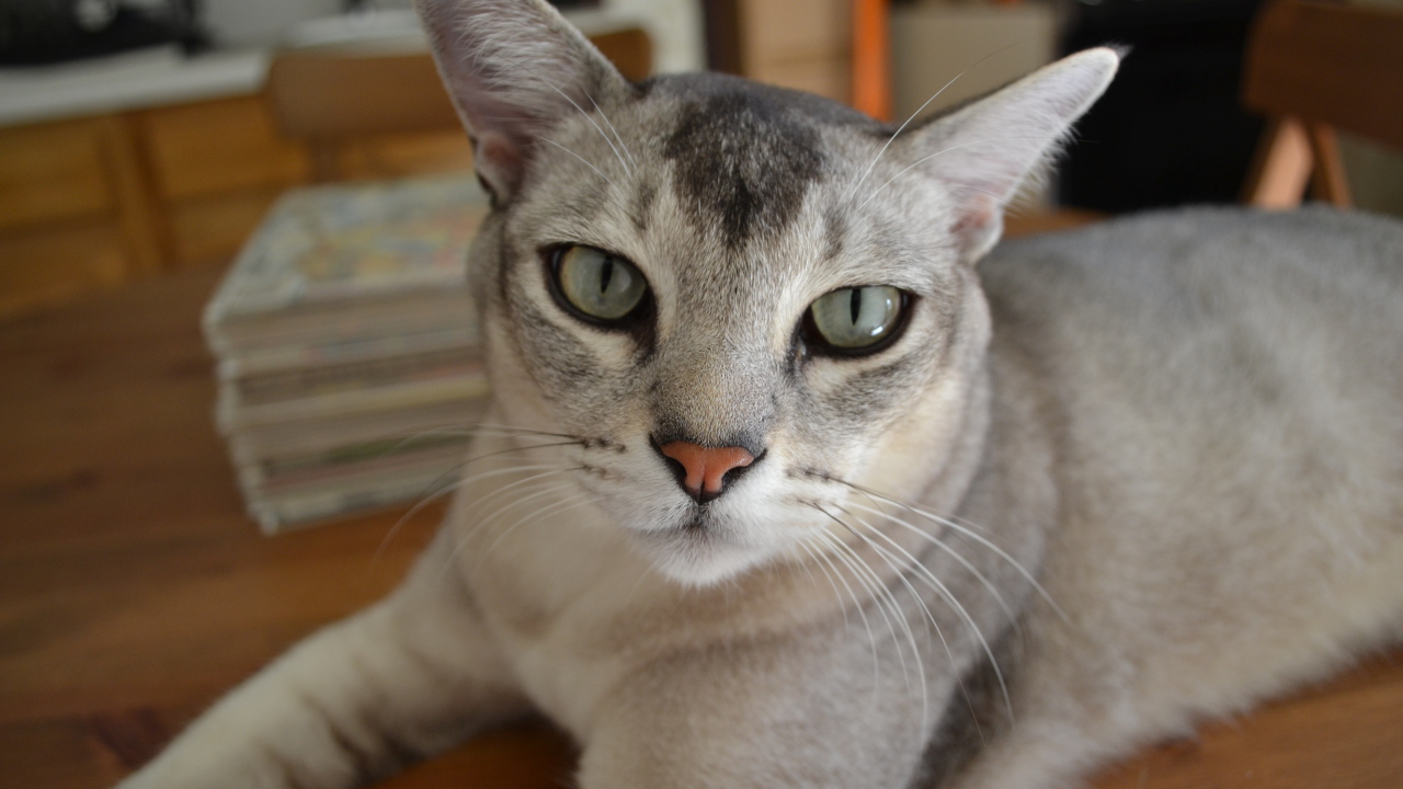 Кошка бурмилла лежит на столе