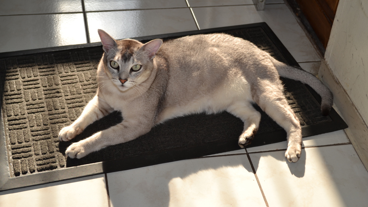 Кошка бурмилла на коврике