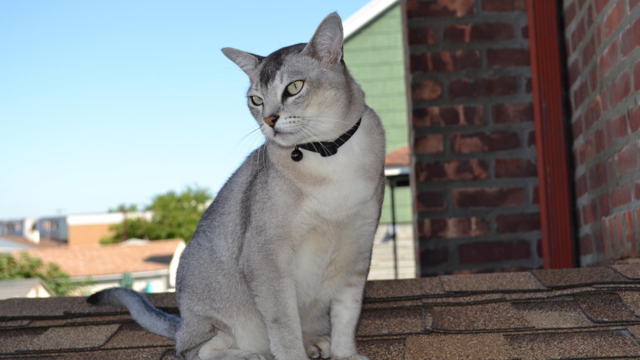 Бурмилла сидит на крыше