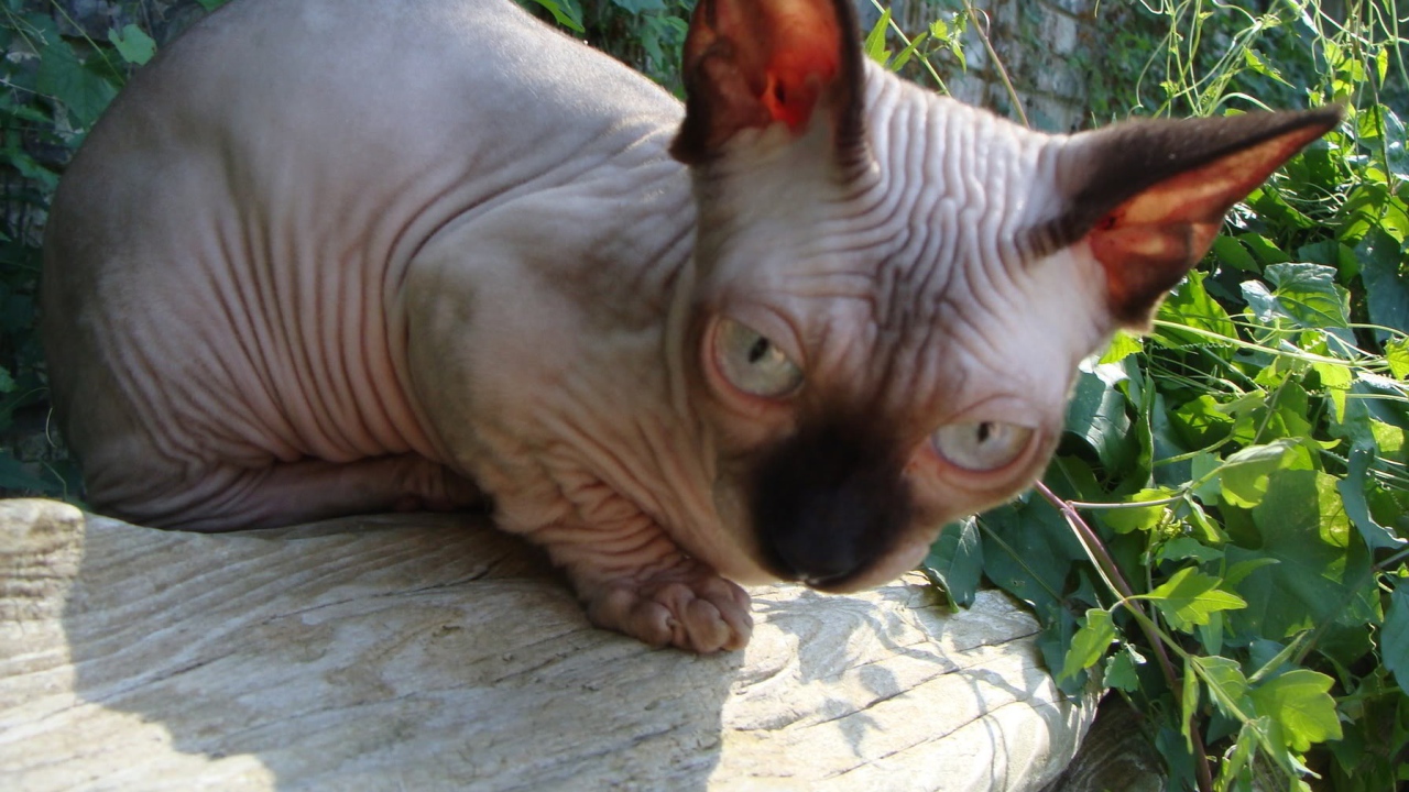 Кот минскин на природе