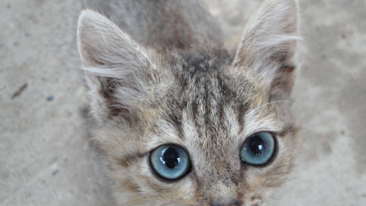 Кот охос азулес