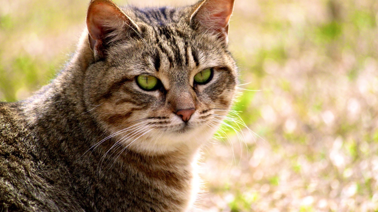 Калифорнийская сияющая кошка