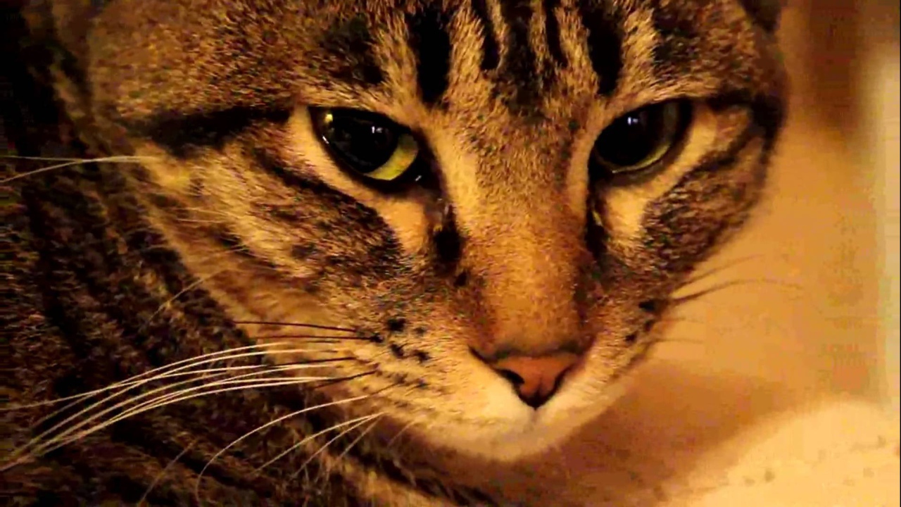 Мордочка калифорнийской сияющей кошки