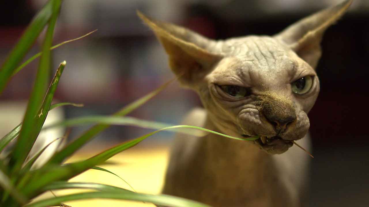 Канадский сфинкс