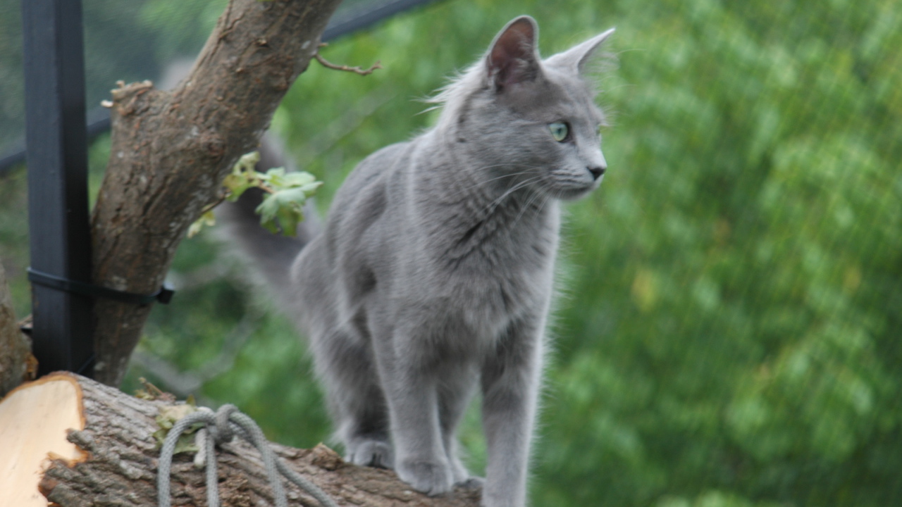 Кошка нибелунг на природе